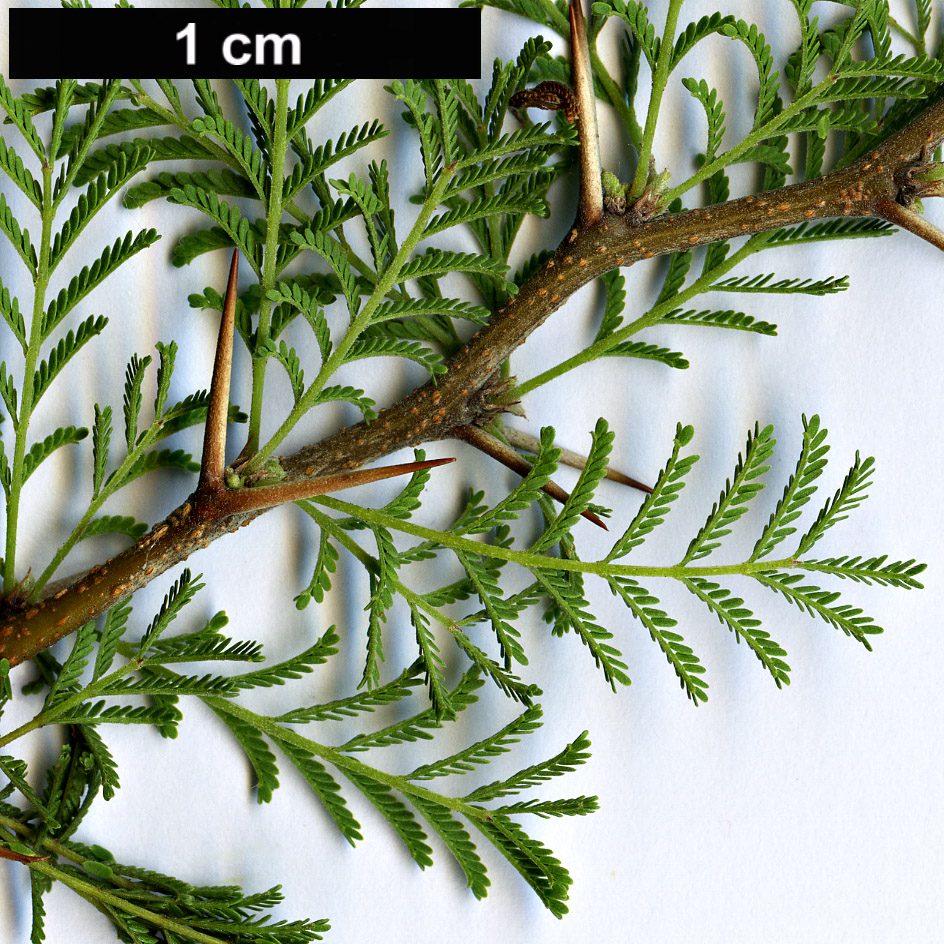High resolution image: Family: Fabaceae - Genus: Vachellia - Taxon: caven